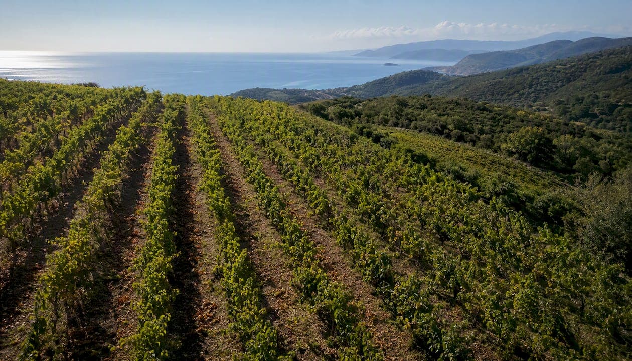DOC Elba: la denominazione dei vini dell'isola spiegata