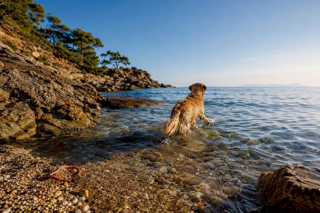 Isola d'Elba coi cani: dove nuotano davvero, spiaggia per spiaggia